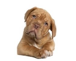 Dogs T4 Wk 8 2018.jpg